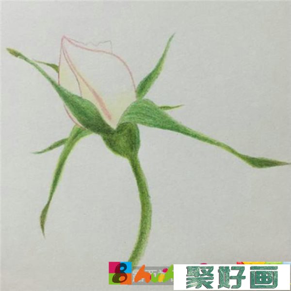 月季花苞彩铅画