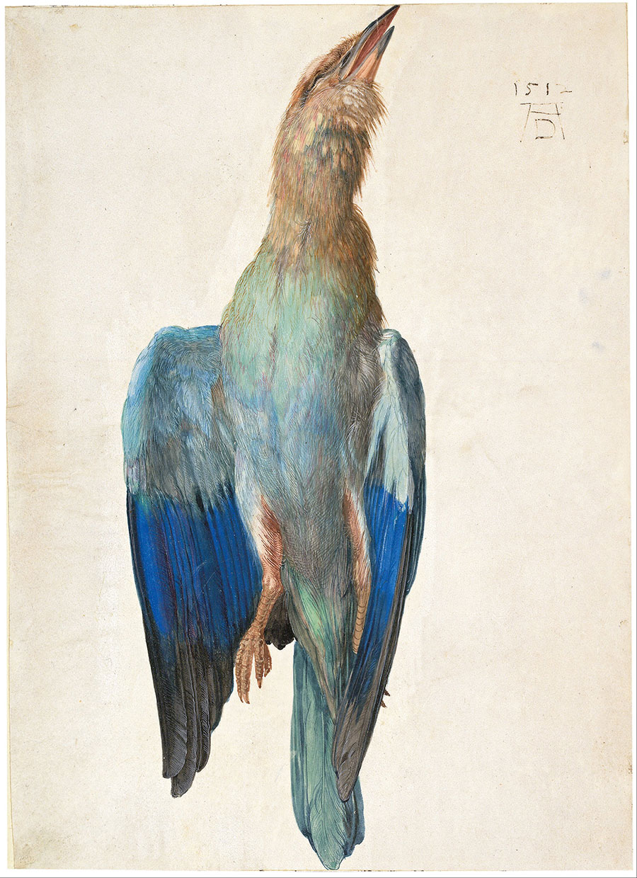 丢勒作品: 一只死亡的鸟水彩画欣赏