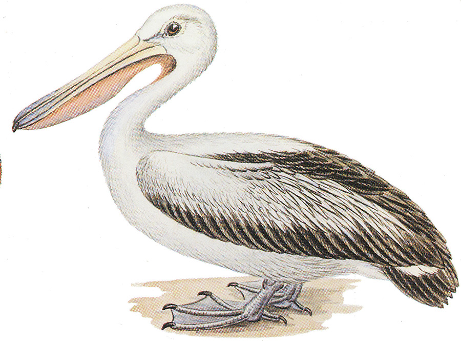 内维尔·威廉·凯莱（Neville William Cayley） Pelecanus conspicillatus