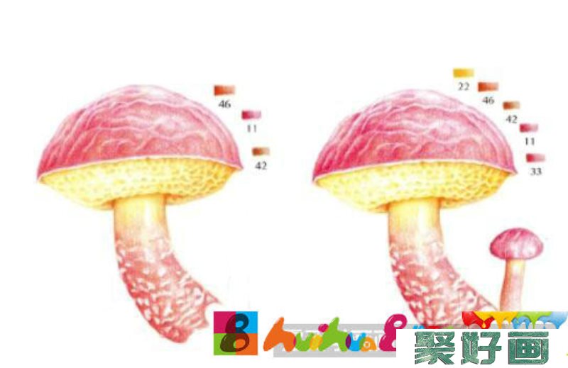 菌类彩铅画