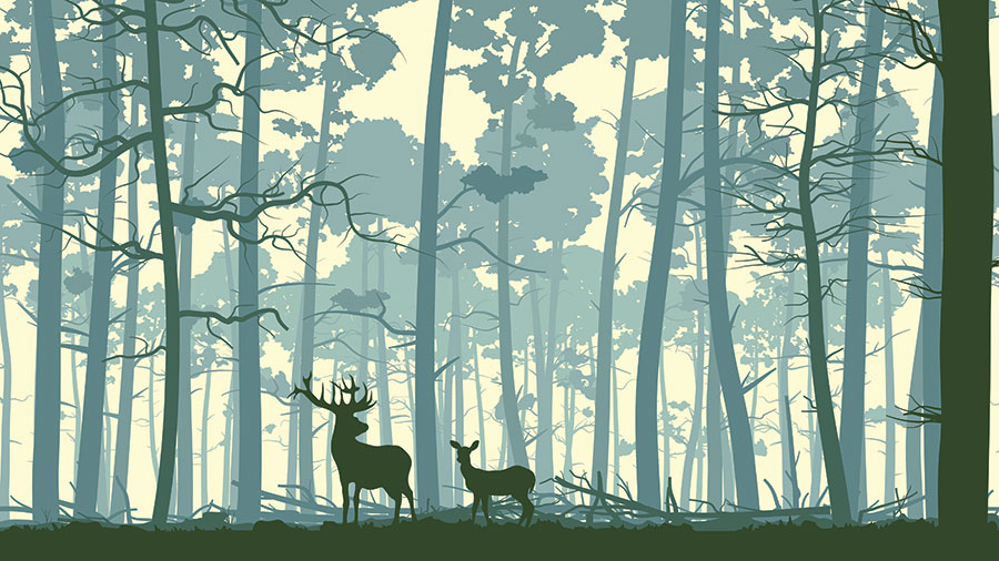 鹿森林  森林中的麋鹿