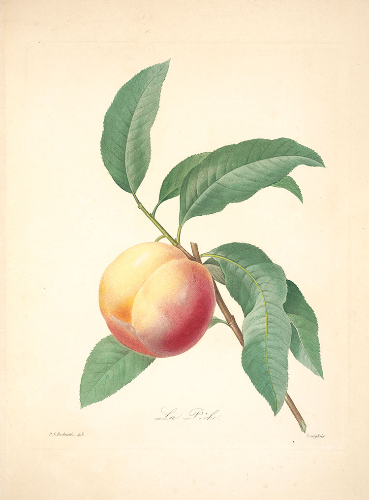 约瑟夫·雷杜德植物图鉴: 桃子水彩画欣赏