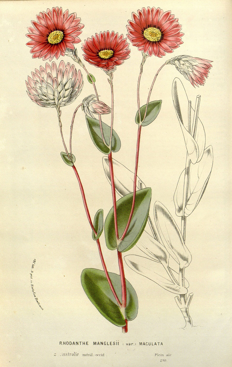 欧式植物标本画 花卉标本装饰画: 鳞托菊 图片素材下载