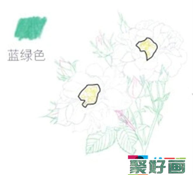 彩铅月季的绘画步骤是什么？月季花的彩铅画法