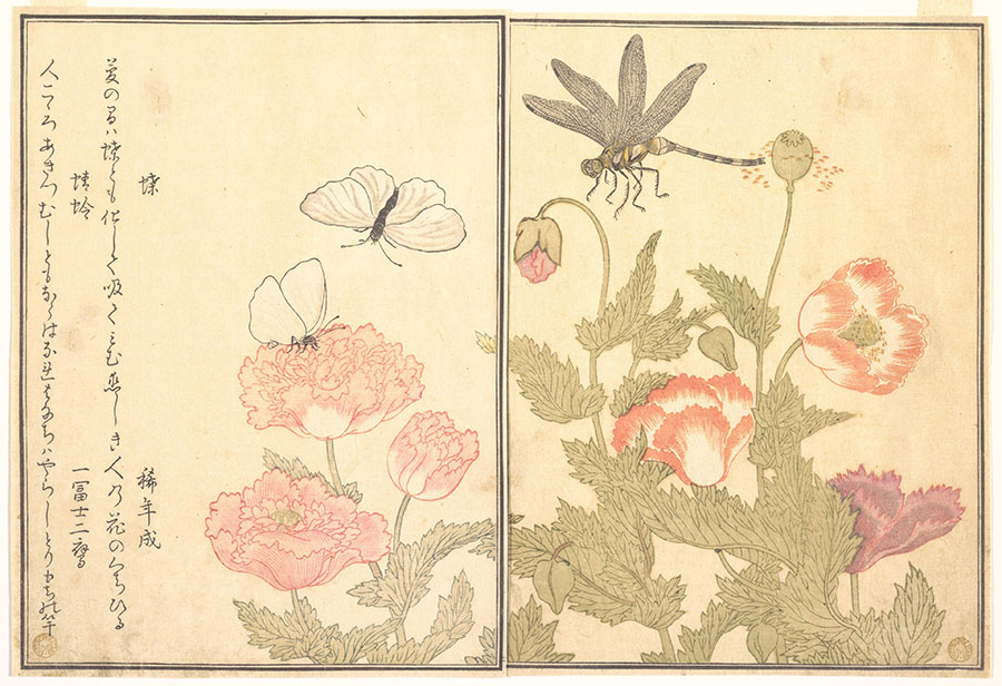喜多川歌磨作品:蝴蝶　蜻蜓和罂粟花
