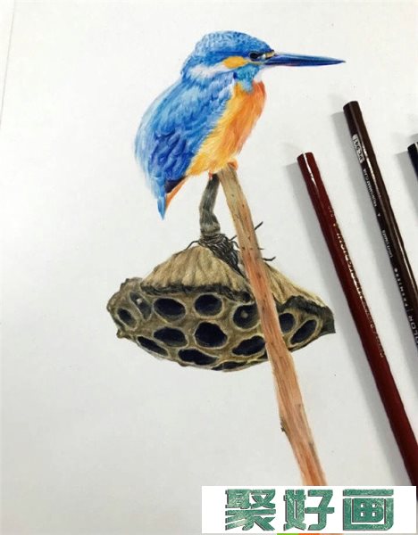 彩铅画动物：彩铅画漂亮的小鸟教程