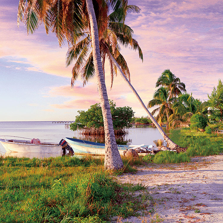 海边的海岛椰树摄影素材下载  A