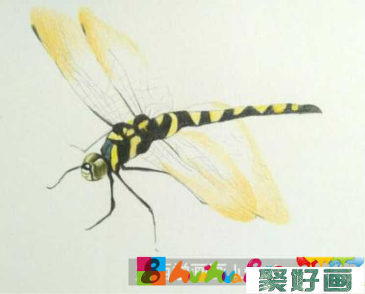 彩铅画蜻蜓