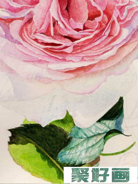 英国玫瑰水彩画法 (9)