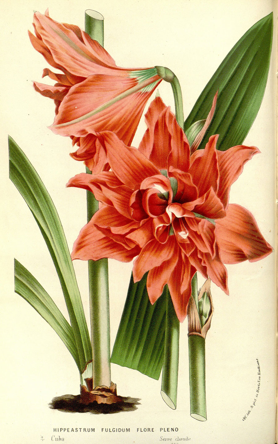 欧式植物标本画 花卉标本装饰画 朱顶红 图片素材下载