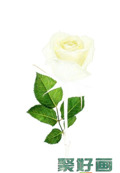 彩铅白玫瑰