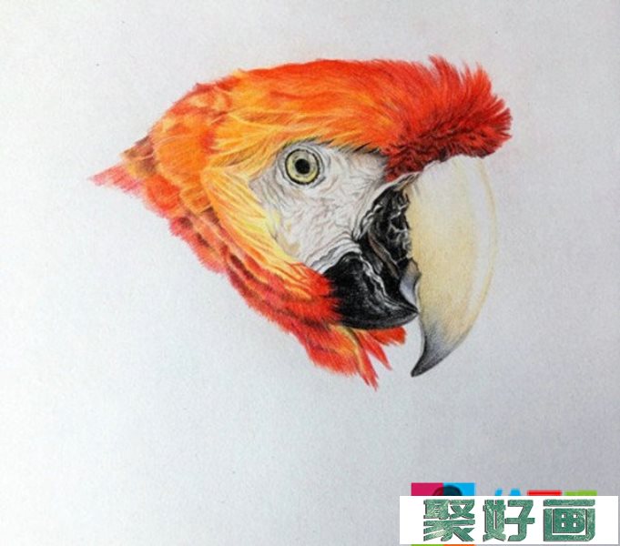 五彩鹦鹉超写实彩铅画怎么画