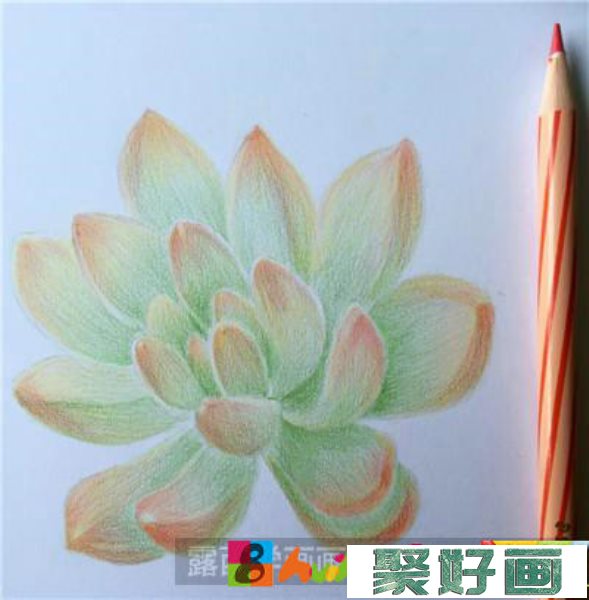 植物彩铅画