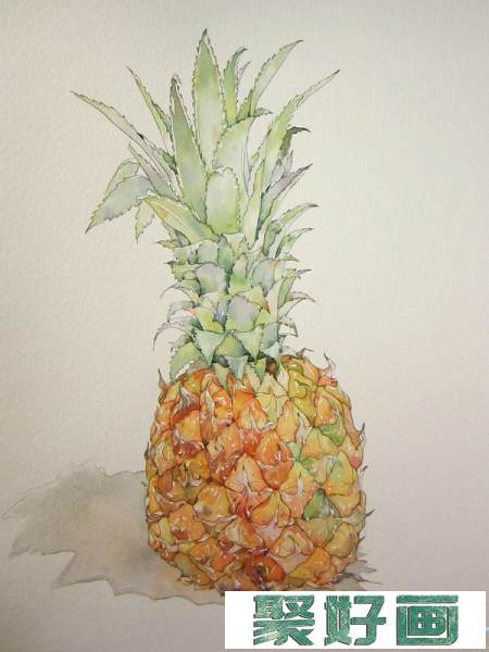 温泽小清新水果菠萝手绘水彩画教程