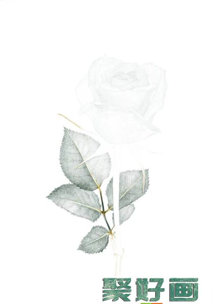 彩铅白玫瑰