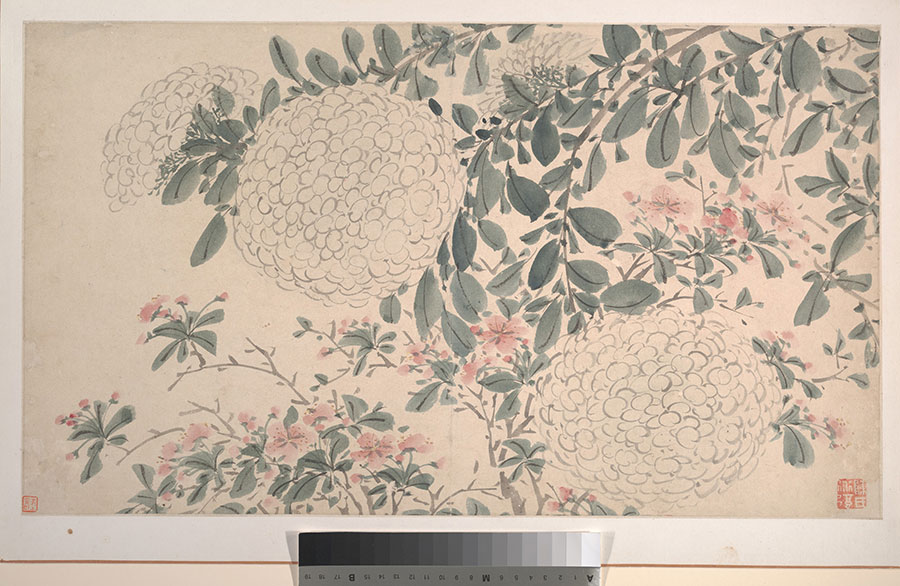 陈淳花鸟画作品图片高清 花卉图系列 二