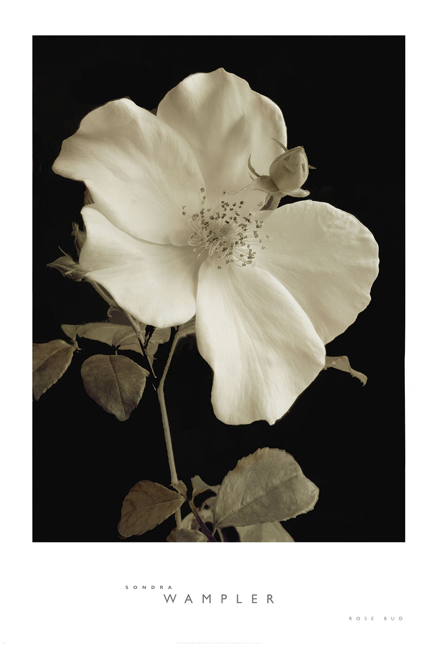 高清黑白花卉摄影素材: 玉兰花