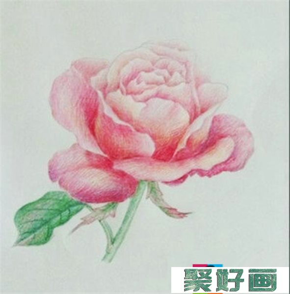 彩铅画花卉绘画教程：月季花