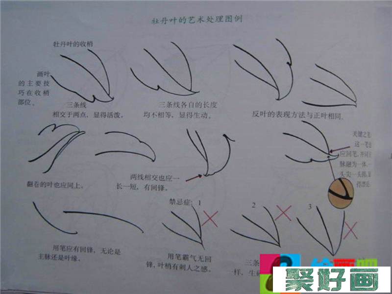 国画牡丹技法教程