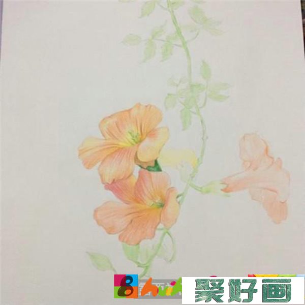 凌霄花彩铅画