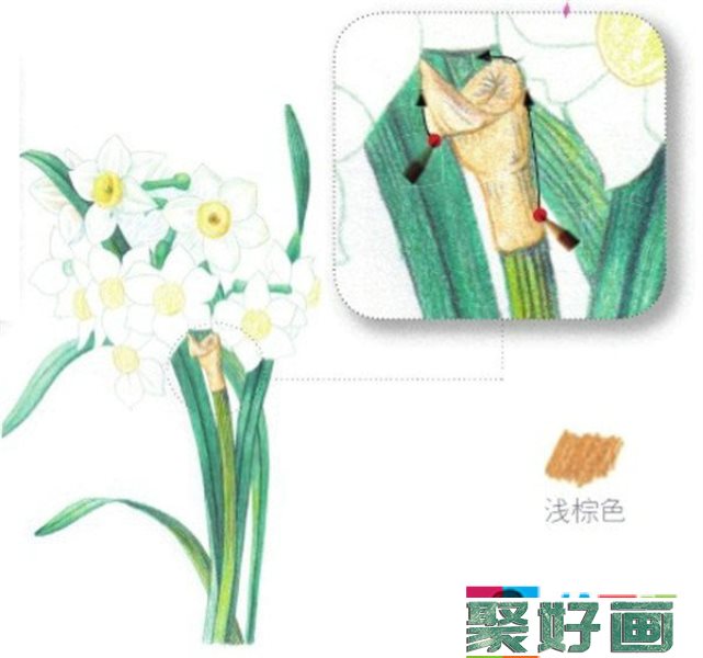 彩铅画水仙花步骤