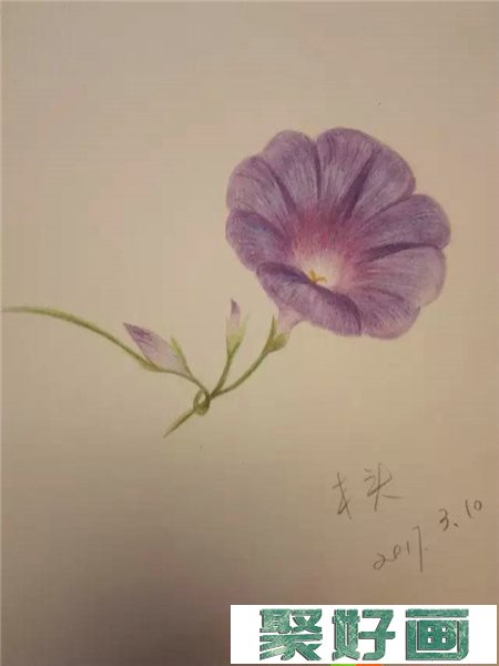 牵牛花彩铅画教程