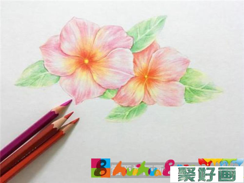 胭脂花彩铅画