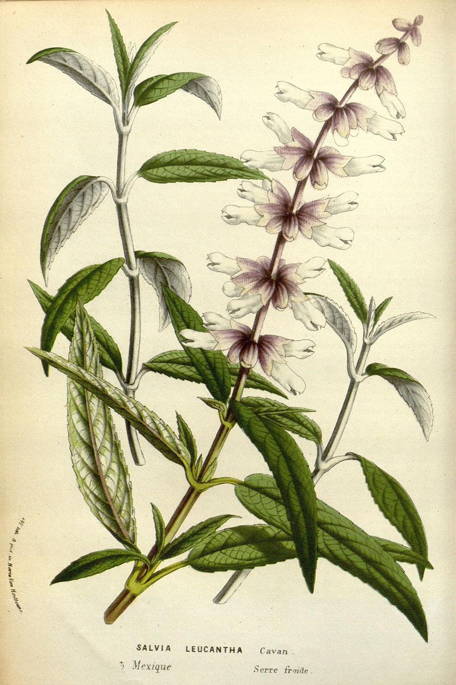 欧式植物标本画 花卉标本装饰画: 鼠尾草 图片素材下载