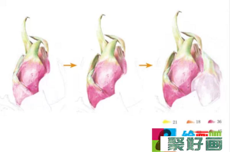 彩铅画火龙果教程