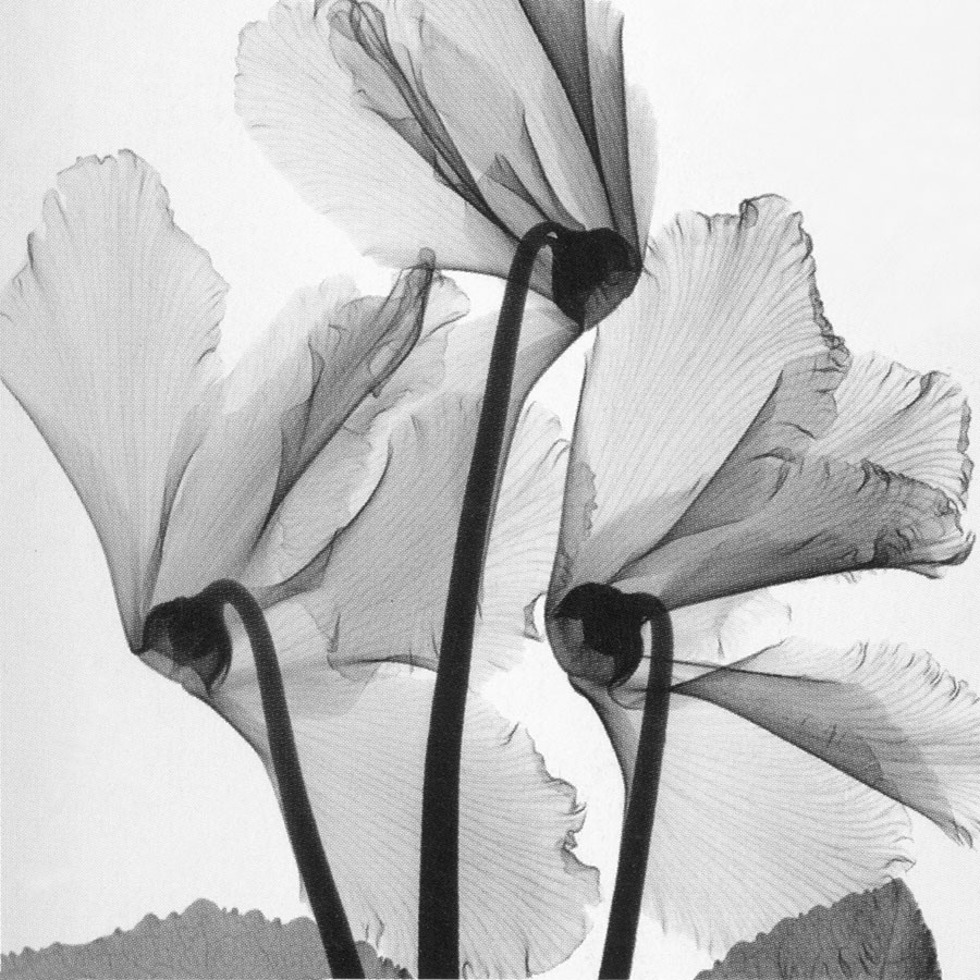 现代高清黑白透明花瓣装饰画素材下载 B