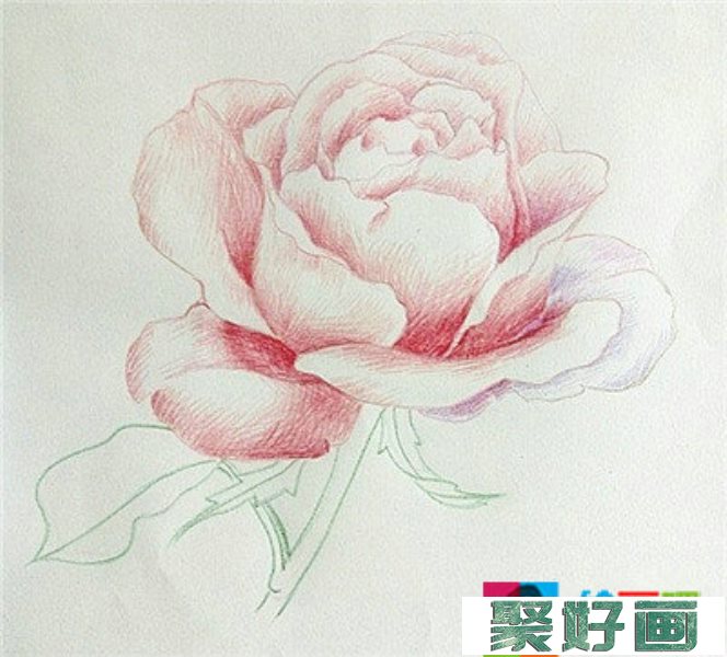 彩铅画花卉绘画教程：月季花