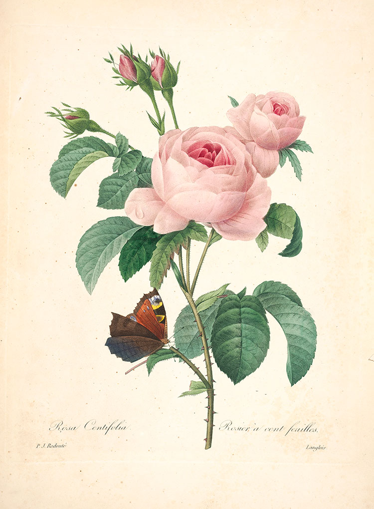 约瑟夫·雷杜德花卉图鉴:玫瑰花水彩画素材下载