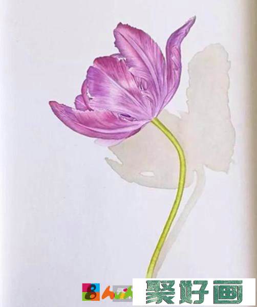 紫色郁金香水彩画