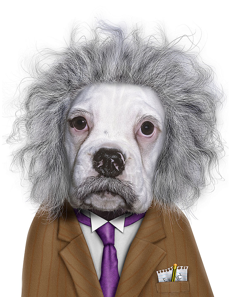 宠物明星脸高清素材下载: 爱因斯坦狗装饰画