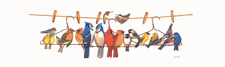 晒衣绳上的一群鸟, 横幅鹦鹉装饰画高清图片下载