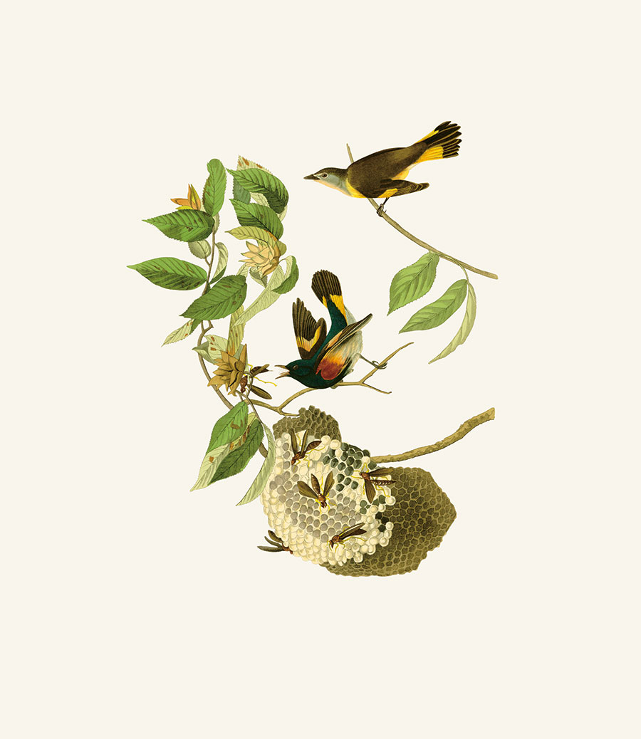 四联欧式花鸟装饰画素材: 小鸟与蜜蜂蜂窝  高清大图下载