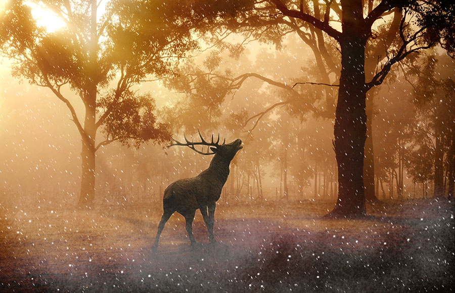 鹿森林,森林中的麋鹿,欧式动物画,高清麋鹿装饰画