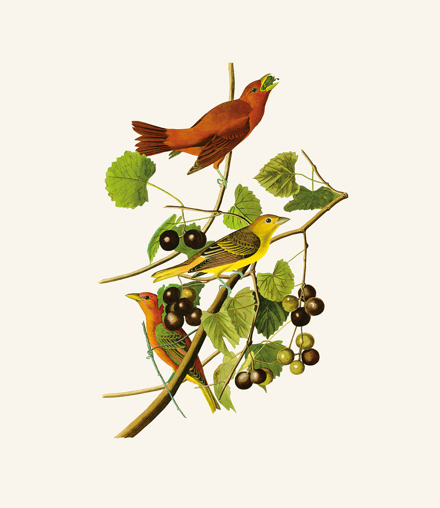四联欧式花鸟装饰画素材  葡萄树上的小鸟 高清大图下