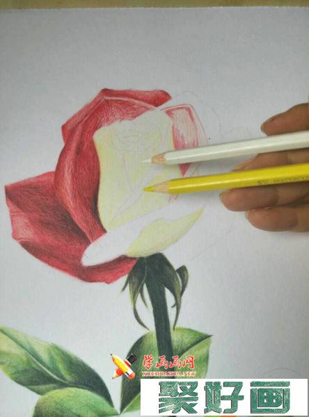 彩铅玫瑰花的画法