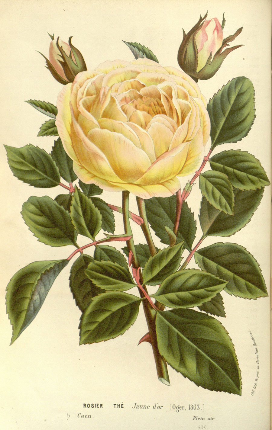 欧式花卉标本装饰画: 黄色玫瑰花  图片素材下载