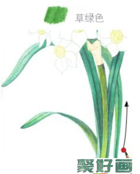 彩铅画水仙花