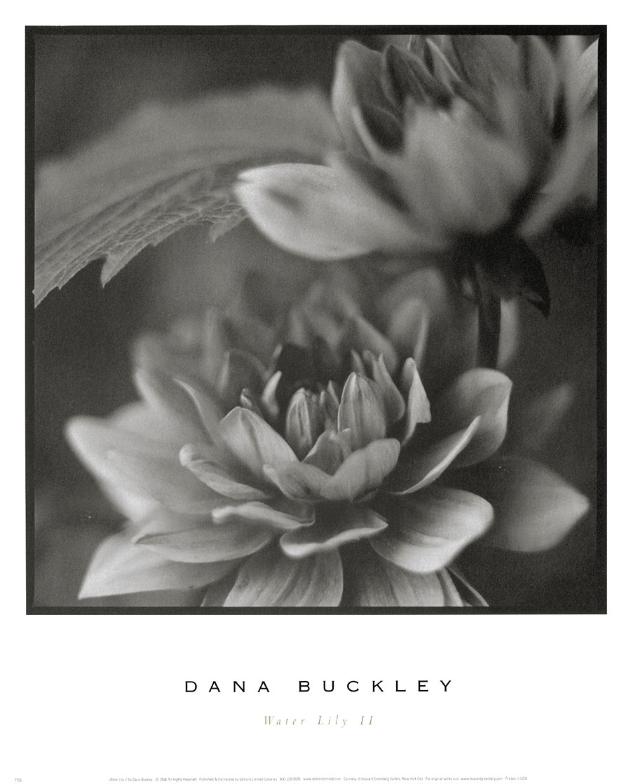 现代四联黑白花卉摄影装饰画素材: 向日葵 A