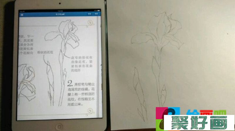 鸢尾花彩铅画手绘教程