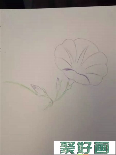 牵牛花彩铅画教程