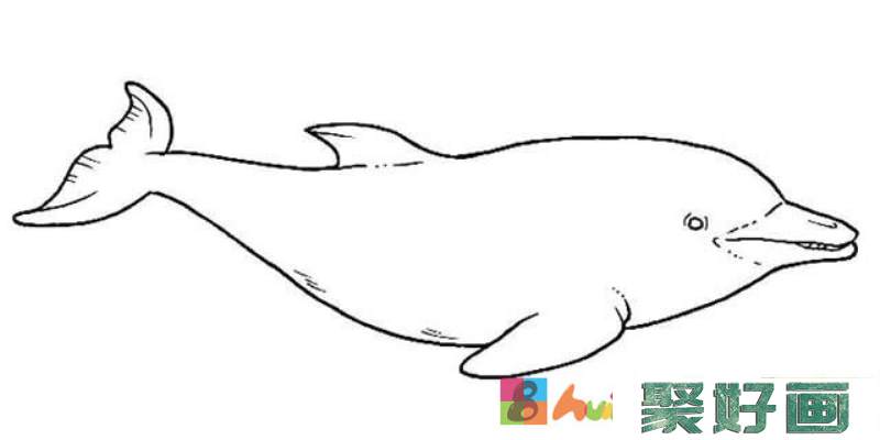 白鲸简笔画