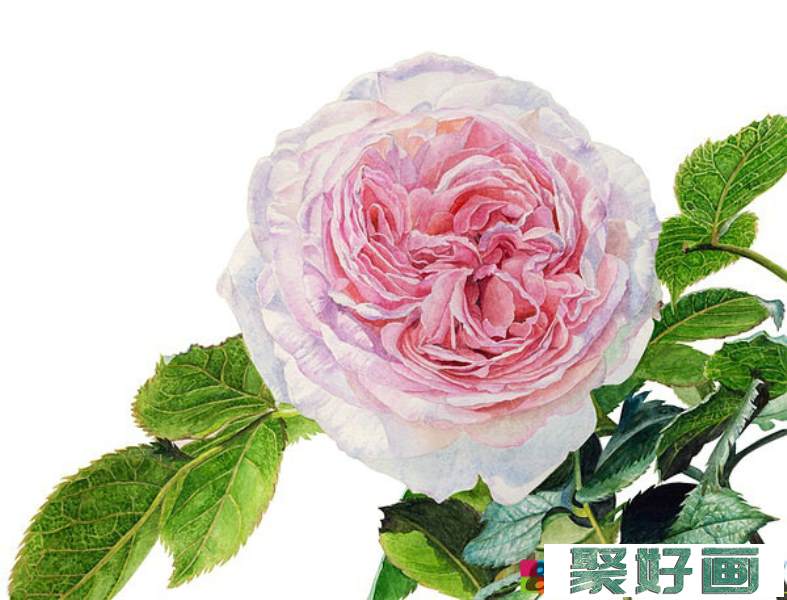 英国玫瑰水彩画法 (12)