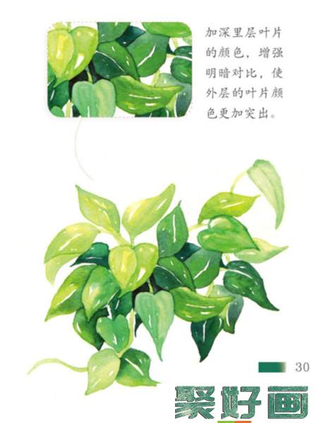 水彩透明玻璃和绿叶植物的画法