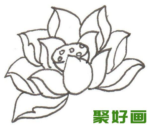 卡通画    荷花