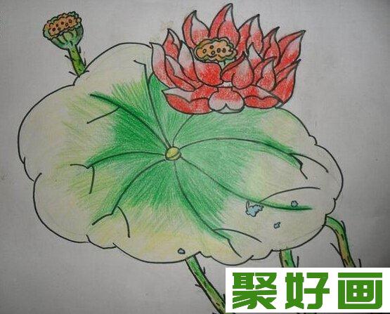 儿童画水彩画作品漂亮的荷花