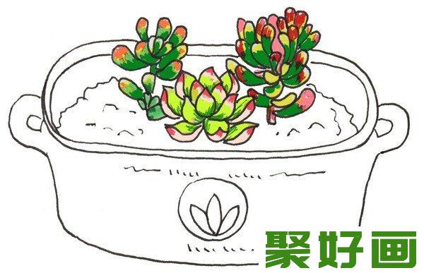 卡通画  多肉